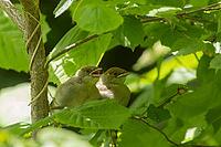 Blackcap (Sylvia atricapilla) two juvenile birds on a hazel tree branch, Suffolk, England, United Kingdom [IBR125183210]
