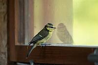 Blue tit (Cyanistes Caeruleus) juvenile bird on a window in the North hide, RSPB Minsmere nature reserve, Suffolk, England, United Kingdom [IBR125183211]