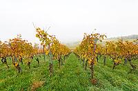 Foggy autumn day in a vineyard with yellow leaves and green meadows, Korb im Rems Valley, Baden-Württemberg, Germany [IBR125183212]