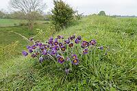Pasqueflower (Pulsatilla vulgaris) flowers in grassland, Suffolk, England, United Kingdom [IBR125183213]