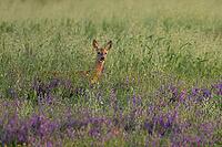 Roe deer (Capreolus capreolus) adult female doe in a farmland cereal field with vetch flowers in summer, Suffolk, England, United Kingdom [IBR125183214]