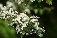 Hawthorn (Crataegus monogyna) flowers on a tree branch, Suffolk, England, United Kingdom [IBR125183215]