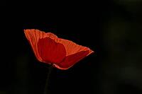 Common field poppy (Papaver rhoeas) single flower in a wildflower meadow in summer, Suffolk, England, United Kingdom [IBR125183216]
