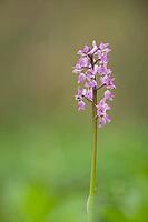 Early purple orchid (Orchis mascula) single flower spike in a spring woodland, Suffolk, England, United Kingdom [IBR125183217]