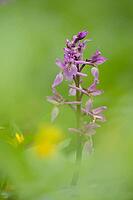 Early purple orchid (Orchis mascula) single flower spike in a spring woodland, Suffolk, England, United Kingdom [IBR125183218]