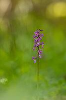 Early purple orchid (Orchis mascula) single flower spike in a spring woodland, Suffolk, England, United Kingdom [IBR125183219]