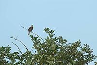 Corn bunting (Emberiza calandra) adult bird on a tree branch, England, United Kingdom [IBR125183220]