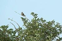 Corn bunting (Emberiza calandra) adult bird on a tree branch, England, United Kingdom [IBR125183221]