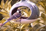 Great Tit (Parus major) at a bird feeder, Rhineland-Palatinate, Germany [IBR125183222]
