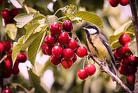 Great Tit (Parus major) on a cherry tree, Rhineland-Palatinate, Germany [IBR125183224]
