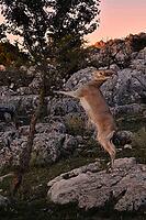 Iberian chamois (Capra pyrenaica) standing by a tree, Spain [IBR125183225]