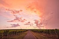 Dramatic sunset over vineyards, Rhineland-Palatinate, Germany [IBR125183226]