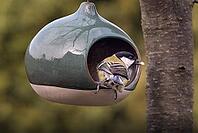 Great Tit (Parus major) at a bird feeder, Rhineland-Palatinate, Germany [IBR125183228]