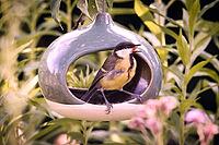 Great Tit (Parus major) at a bird feeder, Rhineland-Palatinate, Germany [IBR125183229]