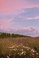 Blue hour with moon over flower field, Rhineland-Palatinate, Germany [IBR125183230]