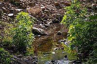 Rocky bed of the Neufs Riaux stream with shallow water, boulders, plants and high summer sunlight, La Garde-Freinet, Ruisseau des Neufs Riaux, Var, Provence-Alpes-Cote d Azur, France [IBR125185821]