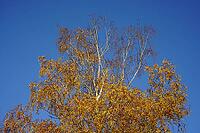 The wildly spreading tree crown of a birch tree in autumn light, you can already see the buds and the birch kittens that are already ready for spring. A juniper thrush sits at the very top of the tree and sings [IBR125185826]
