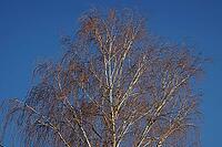 The huge crown of a birch tree in the blue winter sky [IBR125185827]