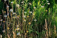 Wild daisy flowers and grasses growing in a sunlit meadow or field landscape. Leucanthemum vulgare [IBR125185829]