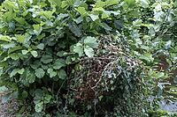 Various green plants and leaves grow closely together in a garden. The scene shows a mix of foliage with different shapes and sizes. Sunlight filters through some of the leaves, Borken, NRW, Germany [IBR125185831]