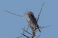 Pearl-spotted Owlet (Glaucidium perlatum), Boteti River, Meno A Kwena, North-West District, Botswana [IBR125185838]
