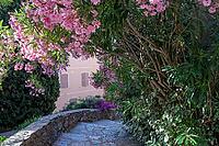 The village steps descend between stone masonry, Mediterranean plants and pink flowers in mixed sunlight, Bormes-les-Mimosas, Bormes Village, Var, Provence-Alpes-Cote d Azur, France [IBR125185839]