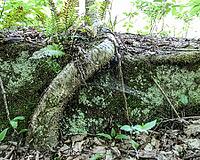 A yellow birch tree stilt root (Betula alleghaniensis) wrapping around a large rock surface as it grows. Lithophyte and scientific Thigmotropism. Betula alleghaniensis [IBR125185847]