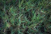 Macro close-up of lush saltgrass texture background by the coast of the Caribbean Sea. Native plants of Aruba for erosion control [IBR125185858]