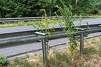 Plants are growing through a metal guardrail next to a highway. The photo shows the plants reaching up into the sunny sky. The scene is typical for a rural area during summer, Borken, NRW, Germany [IBR125185863]
