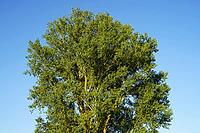 The Treetop of the Old Poplar is Sprawling. The Trunk of the Old Tree Is Warmly Illuminated by the Evening Sun [IBR125185866]