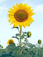 Sunflower closeup on blue sky background [IBR125188148]