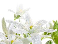 White flowers isolated on white background [IBR125188160]