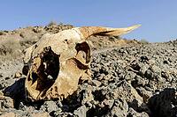 Photo Picture of the Dry Goat Skull Bone [IBR125188161]
