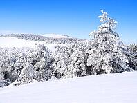 Wintry landscape with snowy trees [IBR125188200]