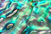 Close up background of abalone shell, haliotis [IBR125188203]