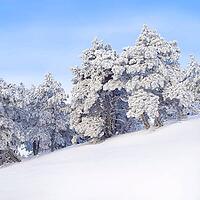 Wintry landscape with snowy trees [IBR125188208]