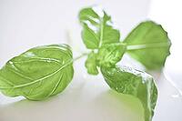 Basil [IBR125188212]