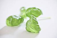 Basil [IBR125188213]