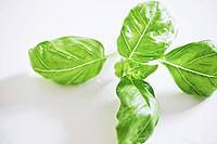 Basil [IBR125188224]