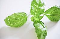 Basil [IBR125188225]