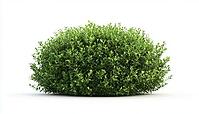 Vibrant Green Shrub In The Garden: Adding Depth And Perspective To Your Outdoor Space With A Beautiful Foliage Plant Feature, AI generated [IBR125195742]