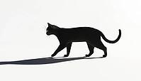 Silhouette Of Cat Moving In The Dark Is A Description That Refers To The Black Shadow Of A Cat As It Walks, AI generated [IBR125200707]