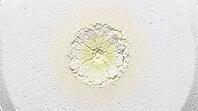 Compressed white pool chlorine tablet surface extreme macro, central decomposition zone showing yellow-green discoloration radiating from single contact point through pristine white unreacted outer surface, chlorinated isocyanurate chemical reaction initi [IBR125200741]