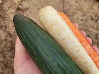 Hand holding a seasonal vegetables [IBR125203131]