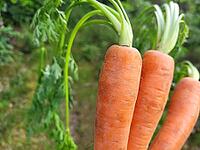 Fresh carrots against a beautiful background [IBR125203135]