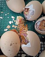Close-up miracle of life as tiny chicks begin to hatch from their eggs in an incubator. Inside the cracked shells, wet downy feathers and small beaks are visible as the birds struggle to emerge [IBR125203139]