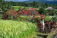Poinsettia (Euphorbia pulcherrima), Christmas star, natural habitat, Jatiluwih rice terraces, UNESCO World Heritage Site, Tabanan, Bali, Indonesia [IBR125203140]
