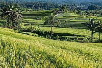 Jatiluwih rice terraces, UNESCO World Heritage Site, Tabanan, Bali, Indonesia [IBR125203141]