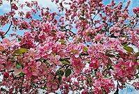 Vibrant pink crabapple tree in full spring bloom. Clusters of deep rose-colored blossoms cover the branches, swaying gently against a clear blue sky. Dense Malus floral canopy, vernal season renewal [IBR125203142]