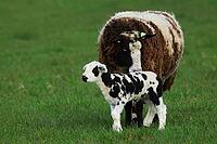 Texel sheep on pasture with lamb, Texel island Netherlands [IBR125203143]